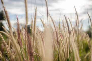 Foxtail weed in the nature