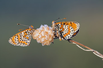melitaea