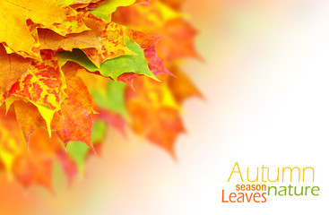 autumn leaves
