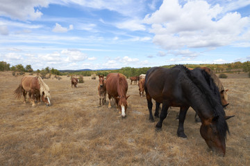 Fototapeta na wymiar Konie w polu, Hiszpania
