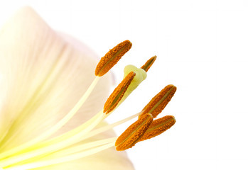 Closeup image of pollen on lily stamens