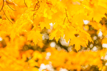 Zuckerahorn in Herbstfärbung