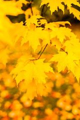 Zuckerahorn in Herbstfärbung