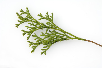 Lebensbaum, Zweig, Smaragd