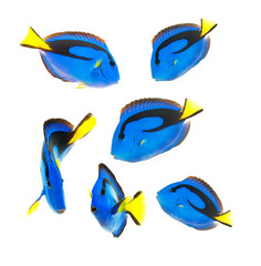 reef fish, blue tang isolated on white background