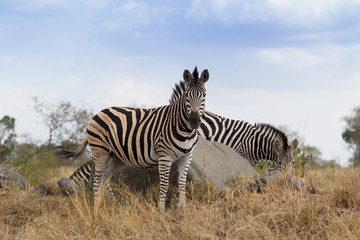 Fototapeta na wymiar South African Zebry