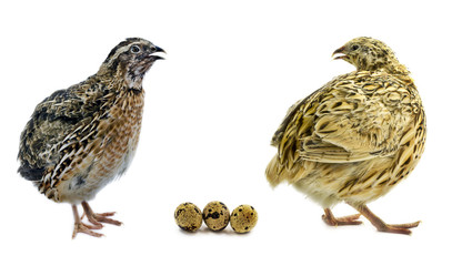 Different color forms of quails with eggs isolated on white