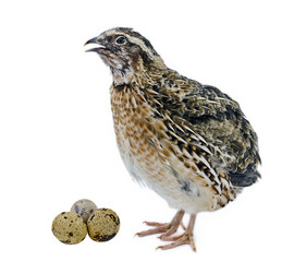 Quail with eggs isolated on white background