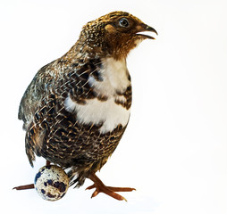 Quail with egg isolated on white background