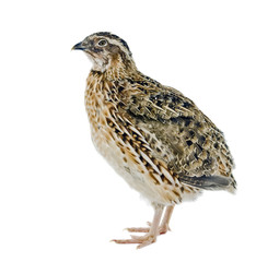 Quail isolated on white background