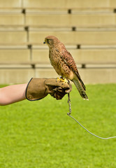 Turmfalke beim Training