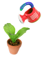 Watering Can and Pot Plant