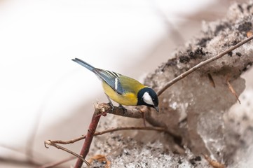 Small bird sitting on branch