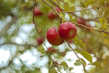 Apples on a branch