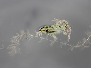 Teichfrosch im Wasser