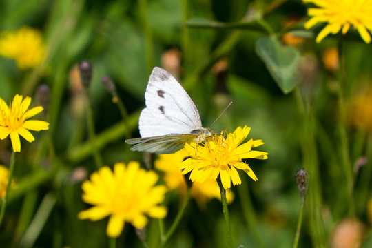 Fototapeta Butterfly