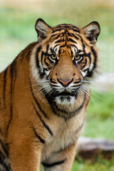 Portrait of Beautiful Sumatran Tiger