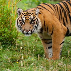 Head Shot of Sumatran Tiger in Grass