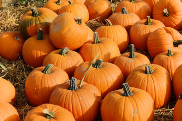 Kürbis frisch vom Feld