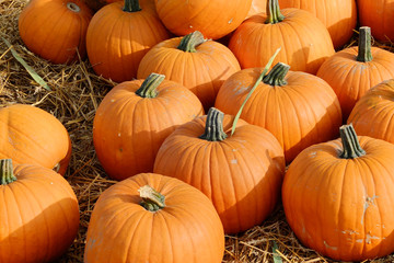 Kürbis frisch vom Feld