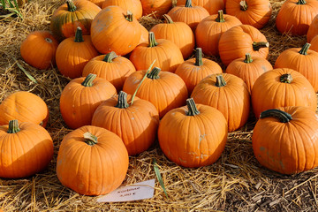 Kürbis frisch vom Feld