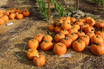 Kürbis frisch vom Feld