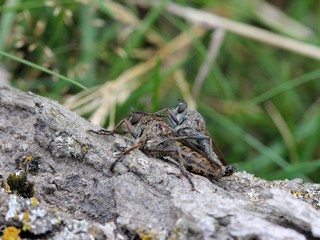 Obraz premium Raubfliegenpaarung