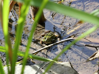 Teichfrosch am Teichufer