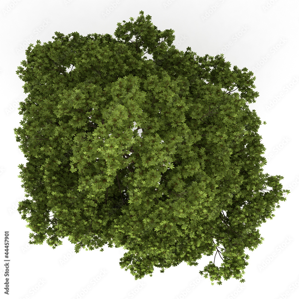 Wall mural top view of field maple tree isolated on white background