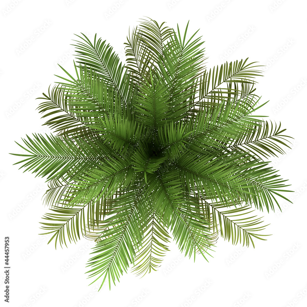 Wall mural top view of date palm tree isolated on white background