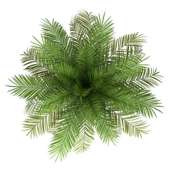 Foto op Plexiglas Palmboom bovenaanzicht van dadelpalmboom geïsoleerd op een witte achtergrond
