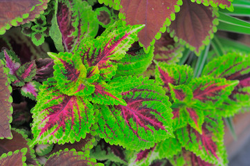 floral painted nettle colorful leaves