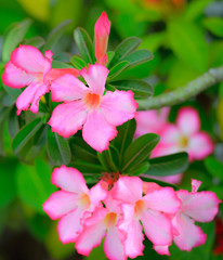 Desert Rose-Impala Lily- Mock Azalea Beautiful  Pink flowers
