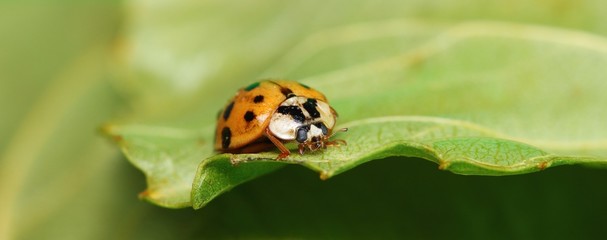 orange ladybug on a green leaf