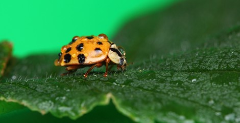 orange ladybug on a green leaf