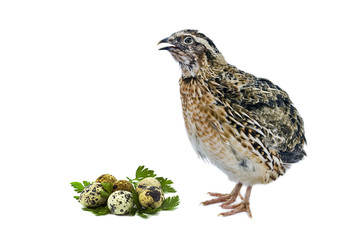 Fototapeta premium Quail with eggs isolated on white background