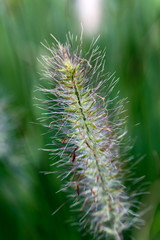 Pennisetum ,China grass
