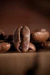 coffee bean on dark background