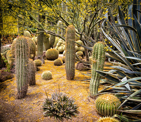 Desert Garden