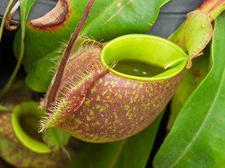 Tropical pitcher plants