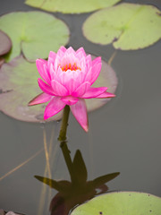 Water lily, Siam nymph