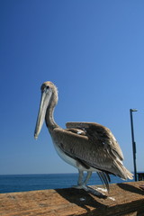 pelicano en el muelle de la playa de santa monica