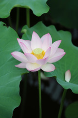 Obraz premium blooming lotus flower