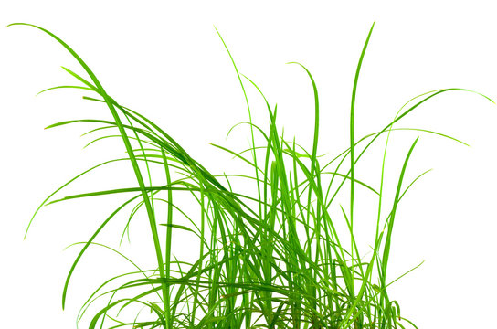 brins d'herbe
