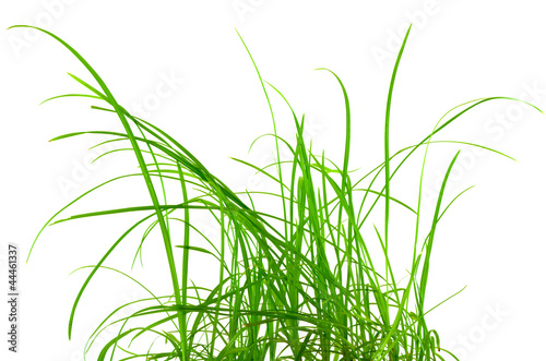 "brins d'herbe" photo libre de droits sur la banque d'images Fotolia