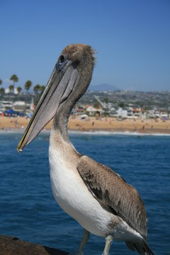 pelicano frente a playa de santa monica