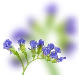 lavender isolated on white