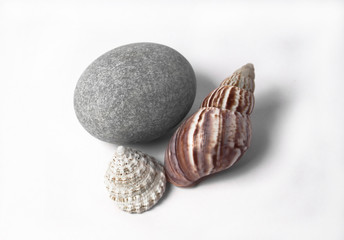 shell and stone on a white