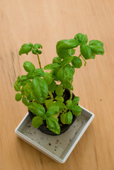 basil