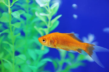 Tropical fish in an aquarium whit water on background